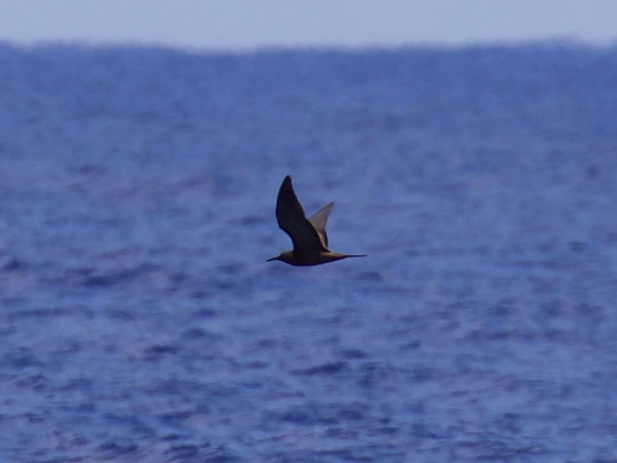 Brown Noddy - ML307251031