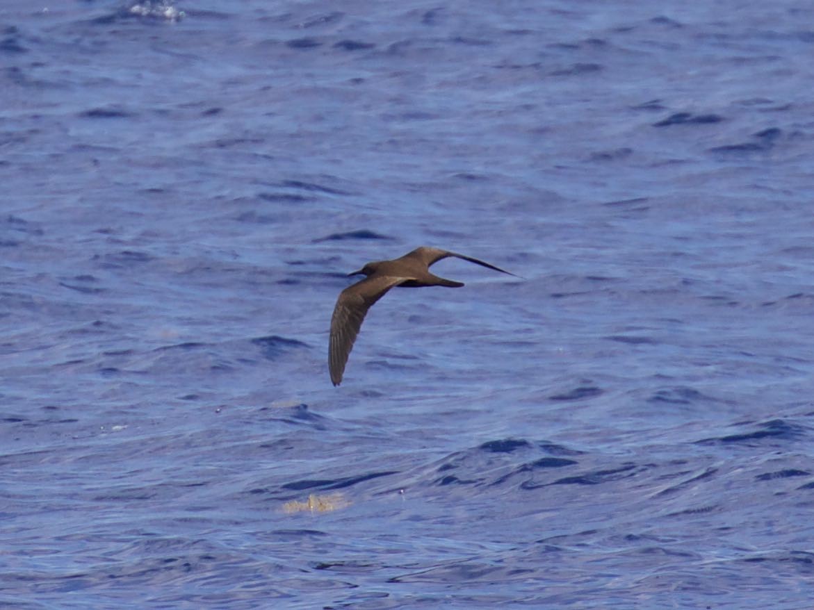 Brown Noddy - ML307251081