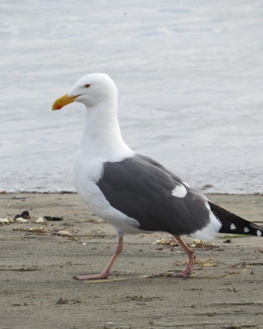 Batı Amerika Martısı - ML307251131