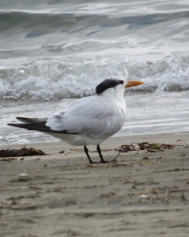 Hazar Sumrusu - ML307251211