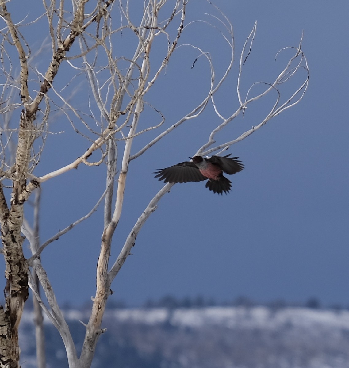Lewis's Woodpecker - ML307251691