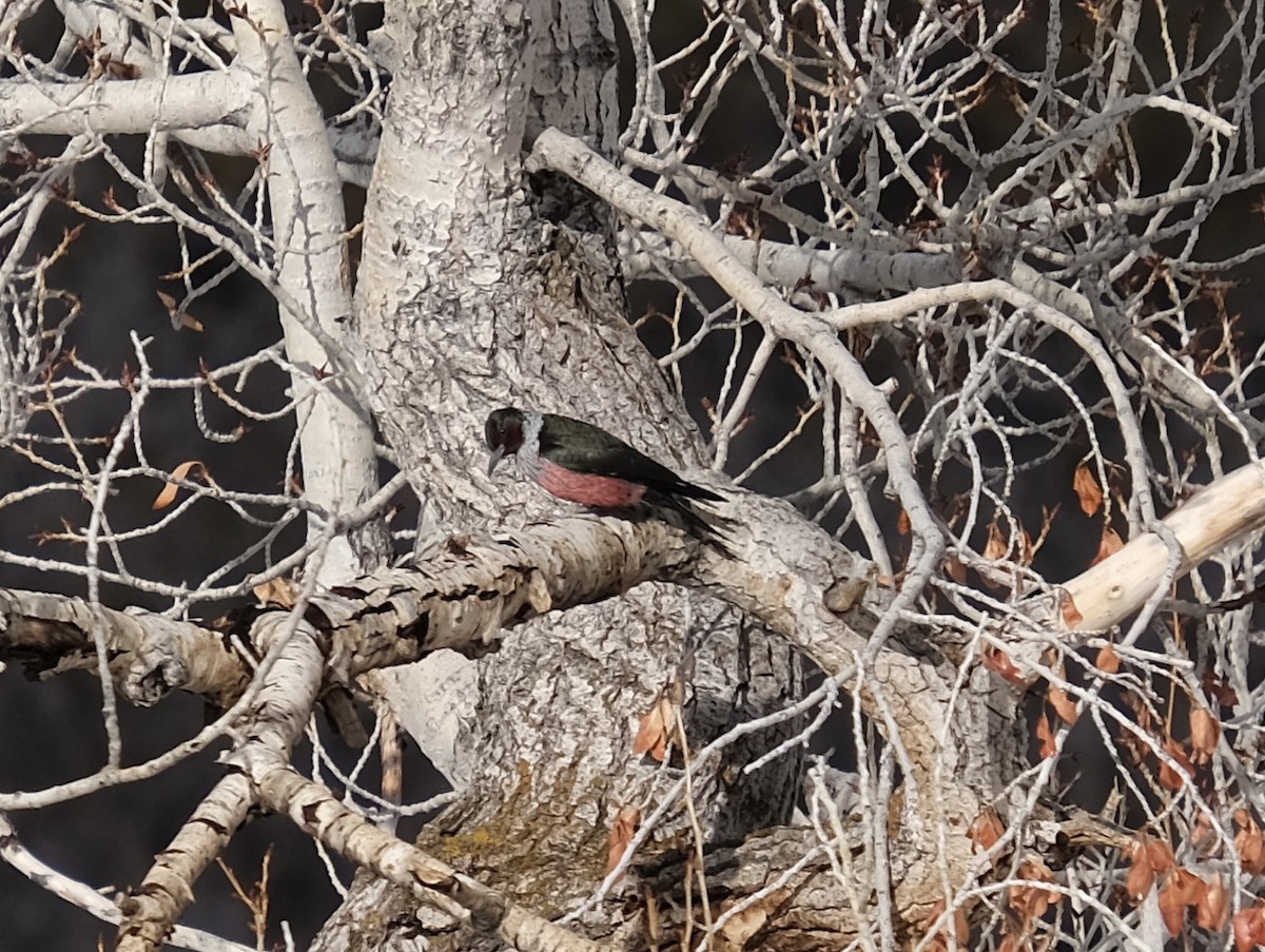 Lewis's Woodpecker - ML307251711