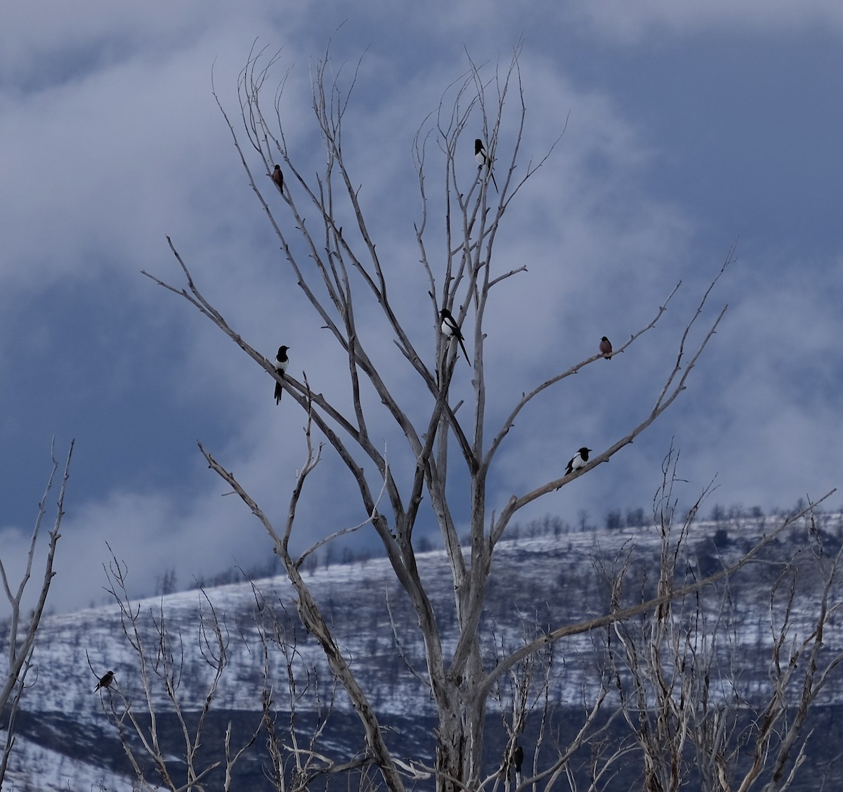 Lewis's Woodpecker - ML307251751