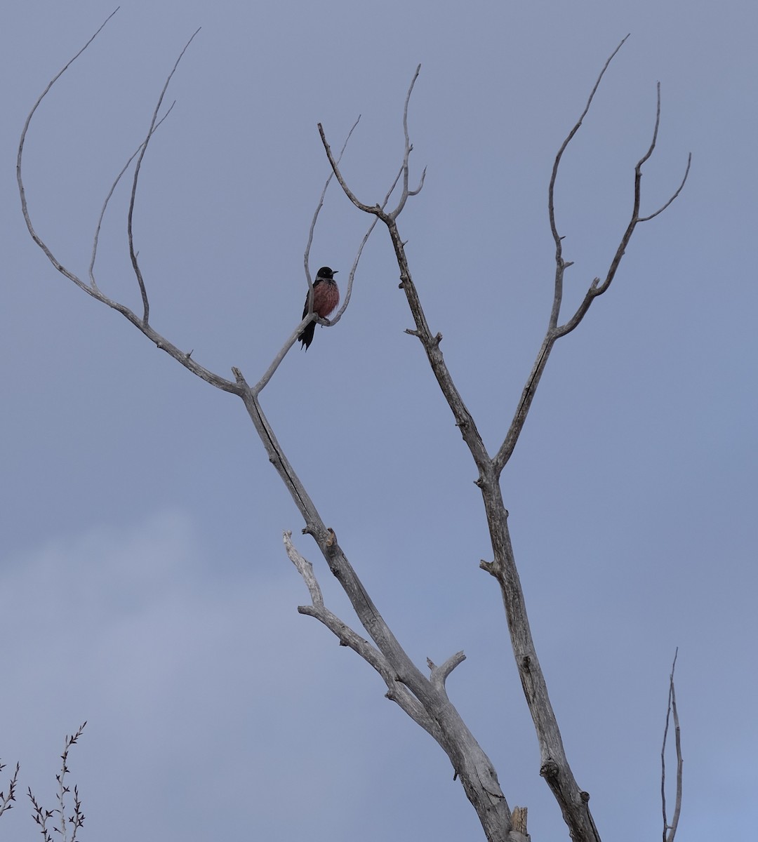 Lewis's Woodpecker - ML307251761