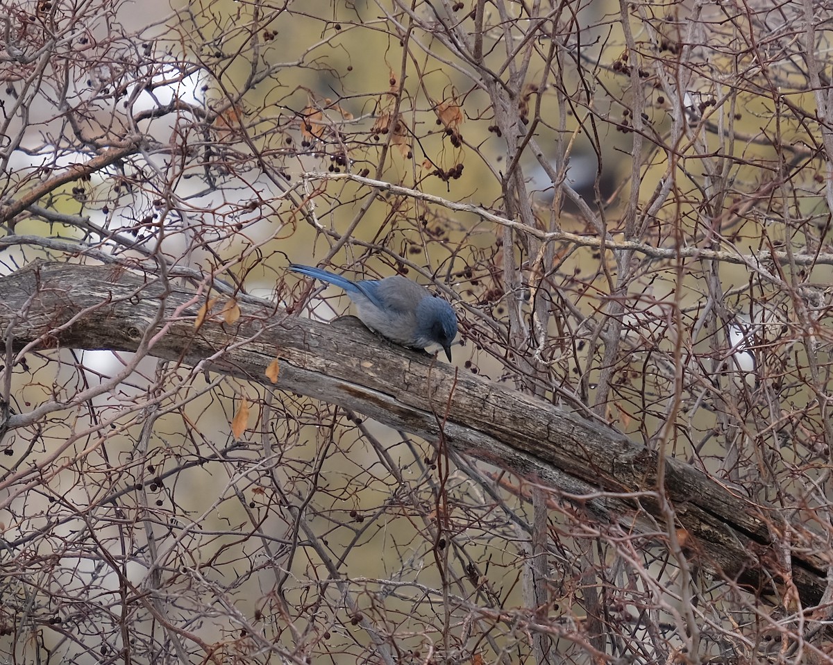 Woodhouse's Scrub-Jay - ML307252161