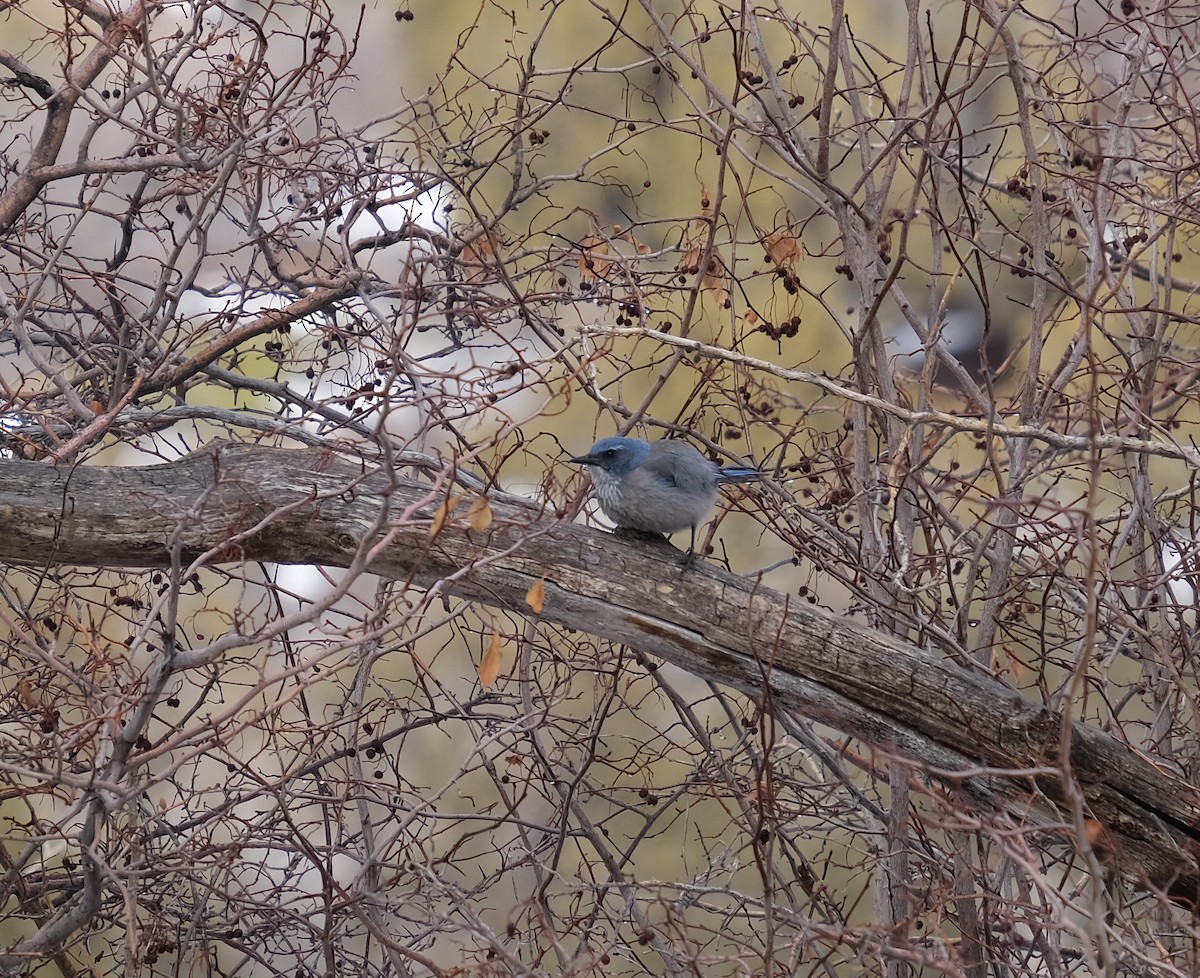 Woodhouse's Scrub-Jay - ML307252201