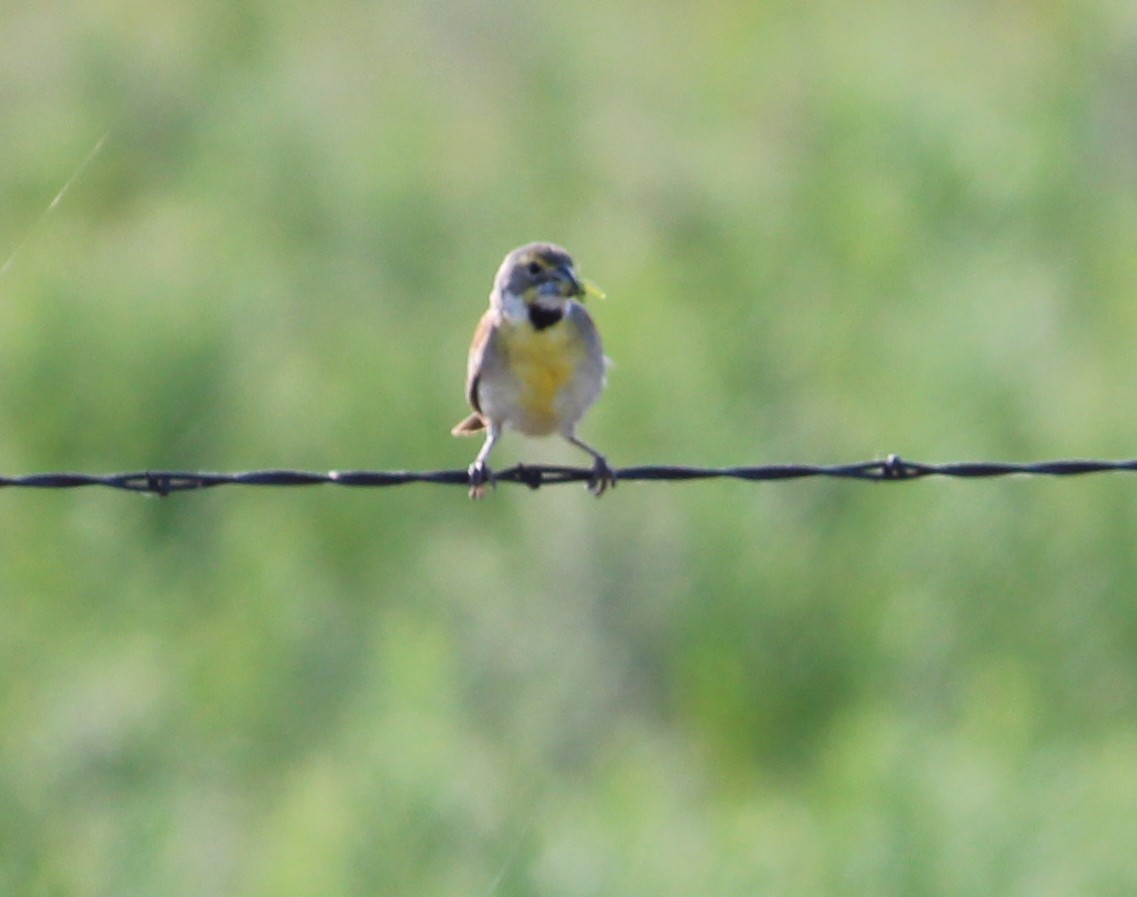 Dickcissel - ML30725321