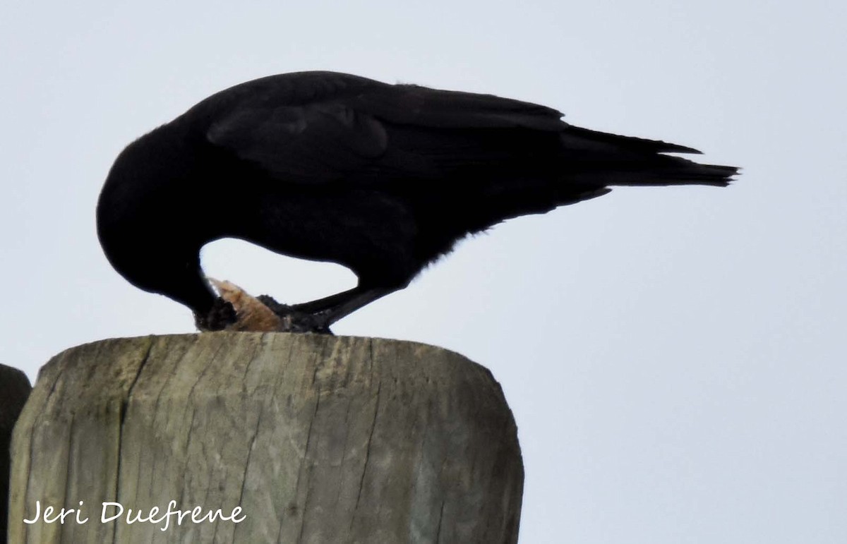 American Crow - Jerilyn Duefrene