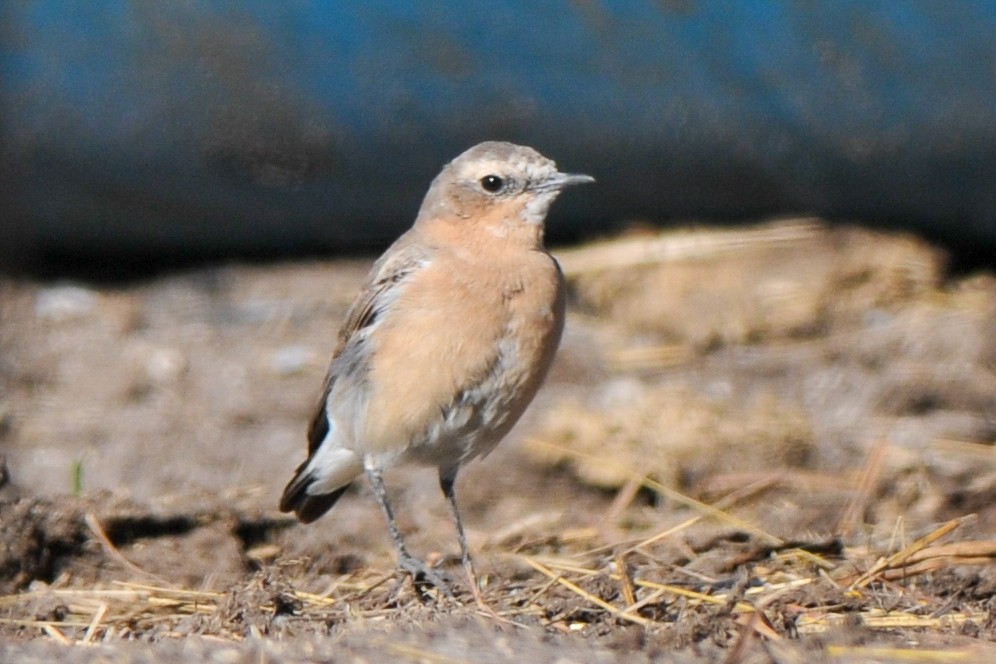 Northern Wheatear - ML307255041