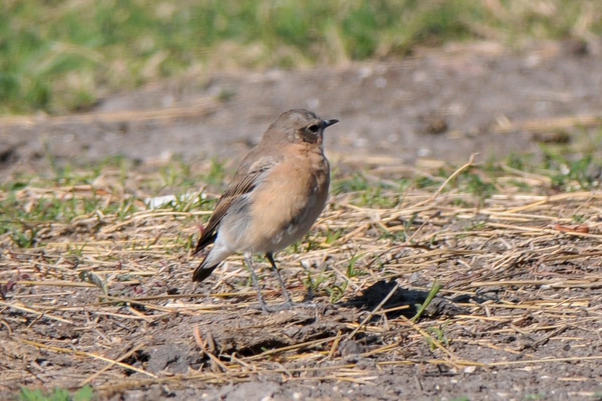 Northern Wheatear - ML307255051