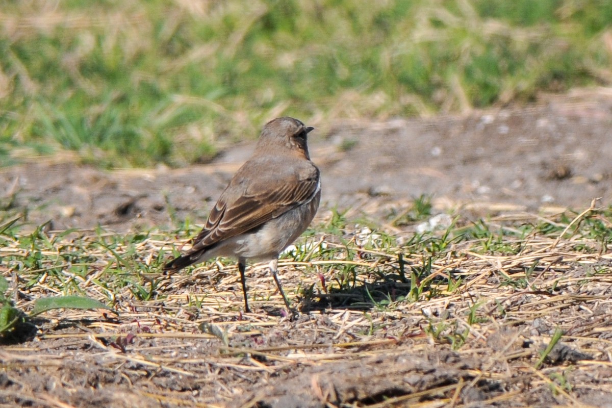 Northern Wheatear - ML307255071