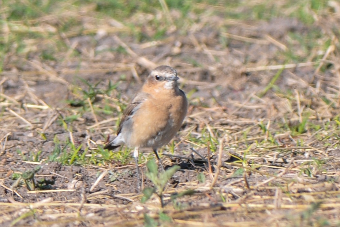 Northern Wheatear - ML307255091