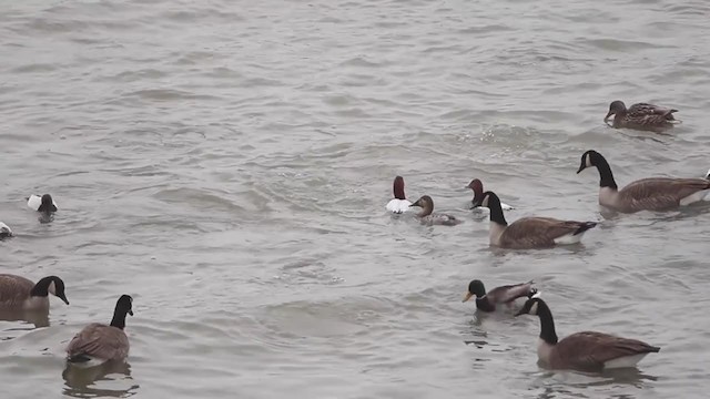 Canvasback - ML307255341