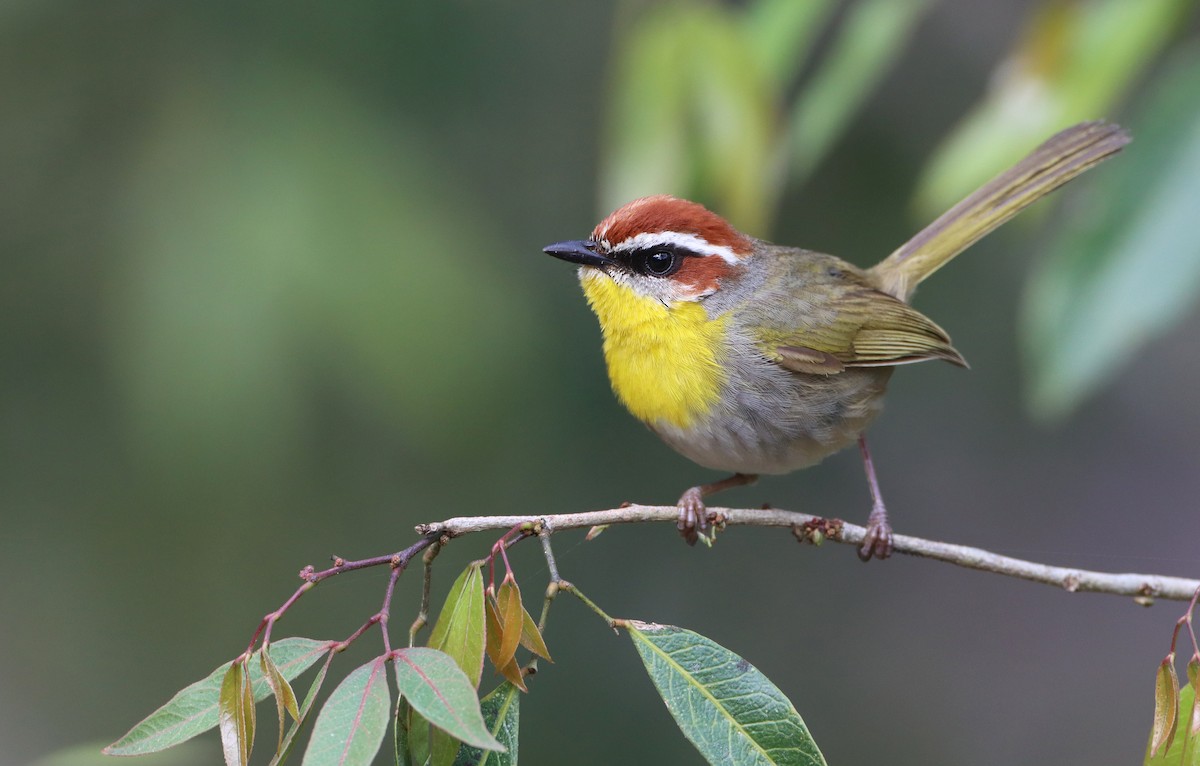Rufous-capped Warbler - Luke Seitz