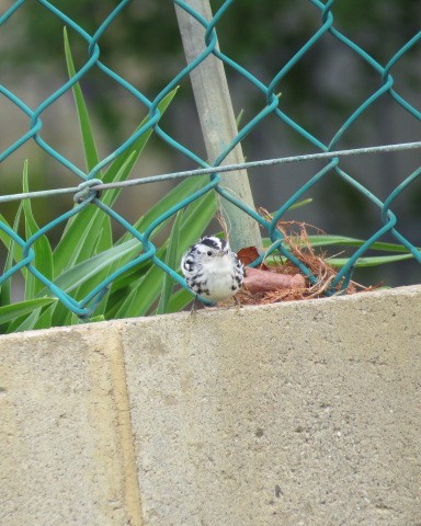 Tırmaşık Ötleğeni - ML307257571