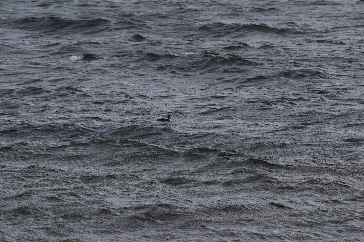 Hoary-headed Grebe - ML30725761