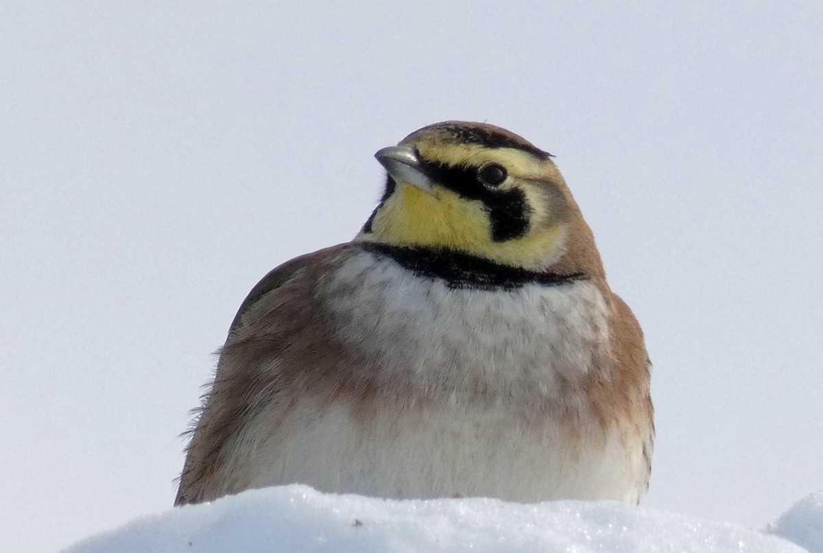 Horned Lark - ML307257781