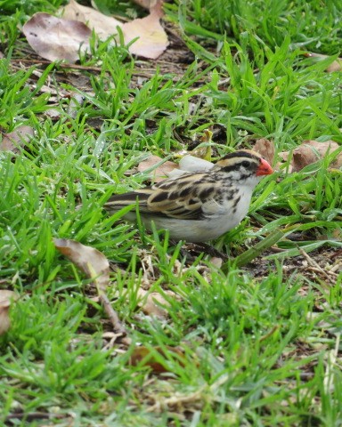 Sivri Kuyruklu Vidya - ML307257791