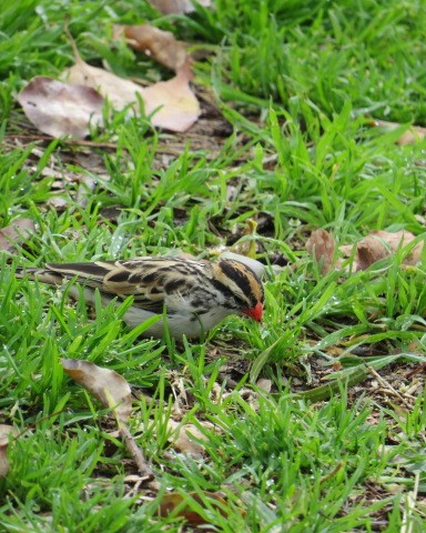 Sivri Kuyruklu Vidya - ML307257821