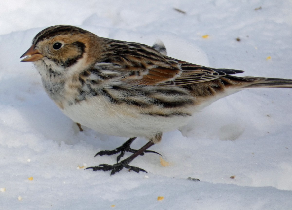 Lapland Longspur - ML307258431