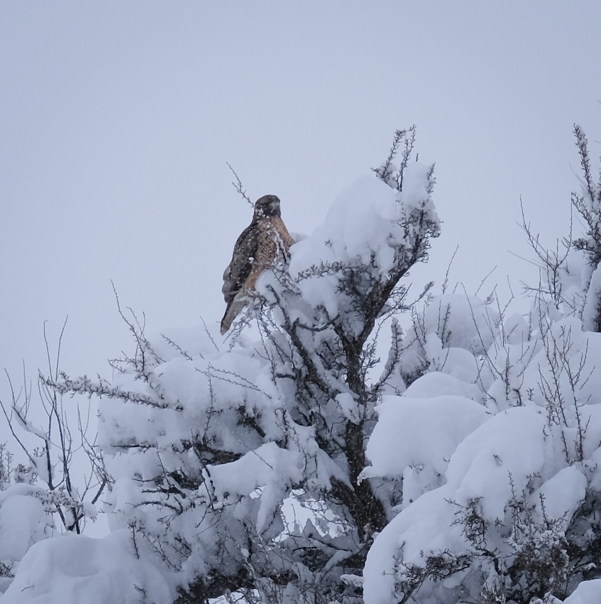Red-tailed Hawk - ML307258731