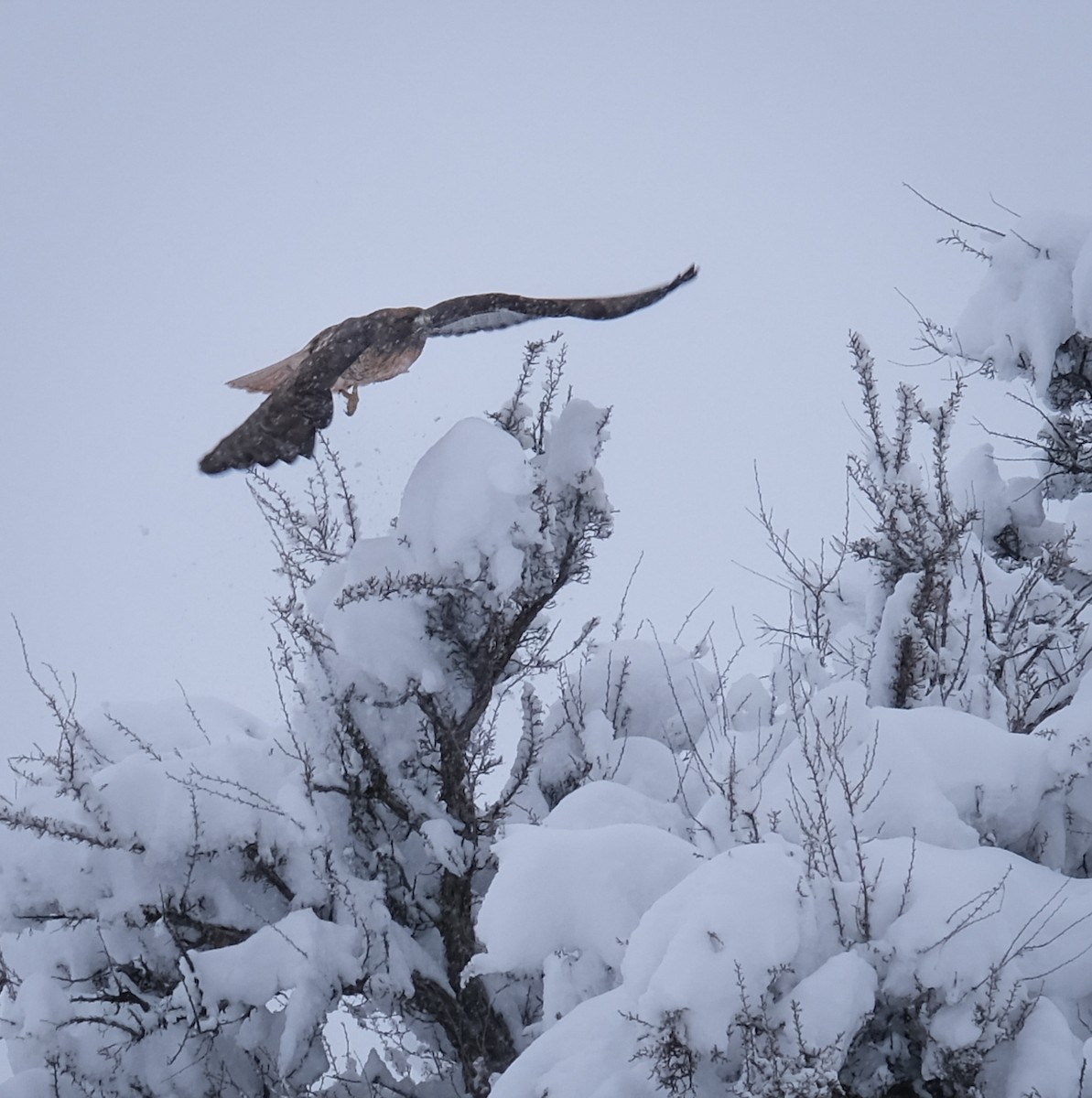 Red-tailed Hawk - ML307258801