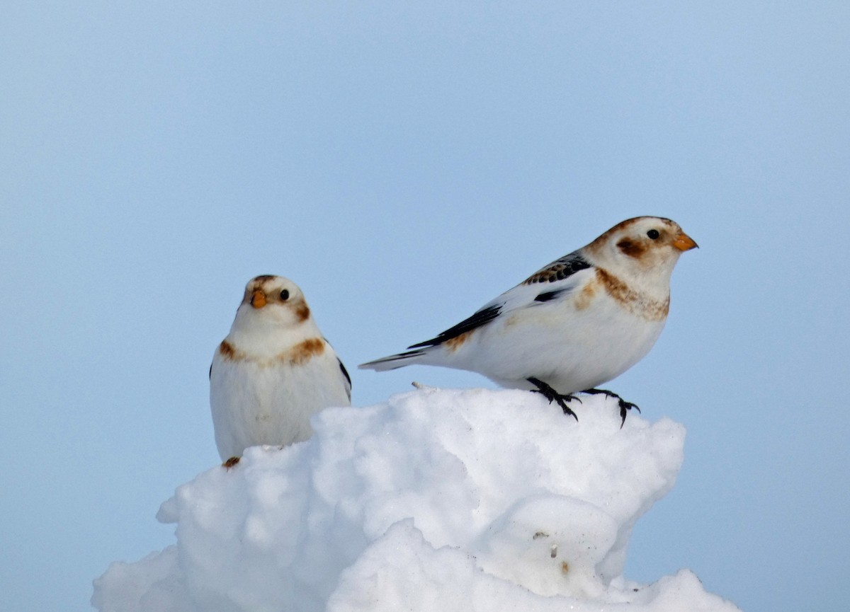 Snow Bunting - Francis Brabant