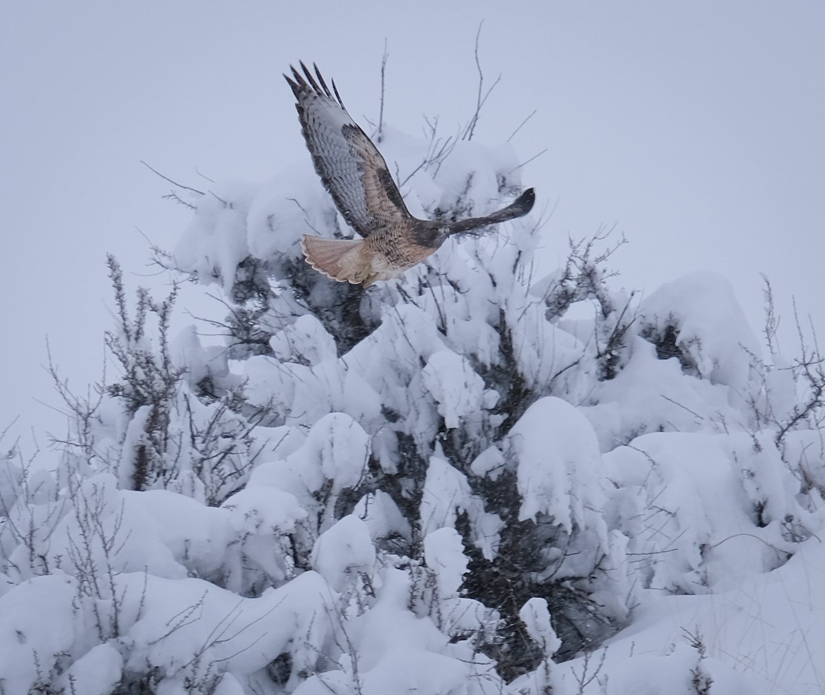 Red-tailed Hawk - ML307258861