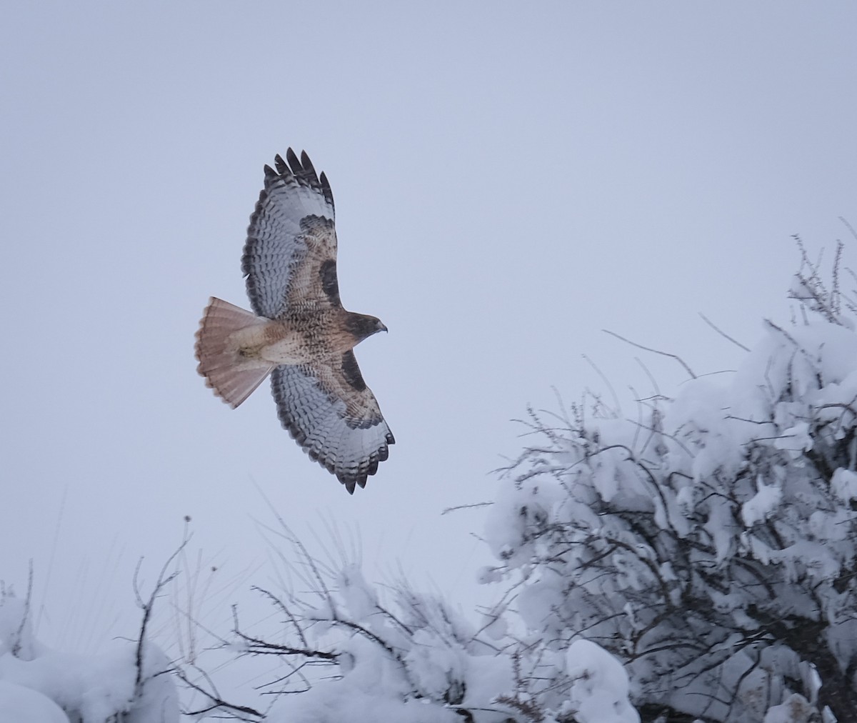 Red-tailed Hawk - ML307258871