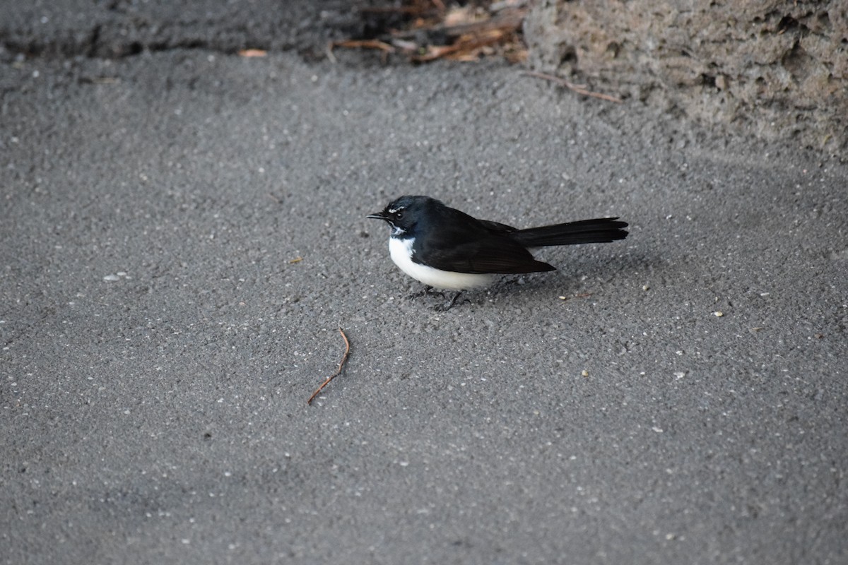 Willie-wagtail - ML30725911