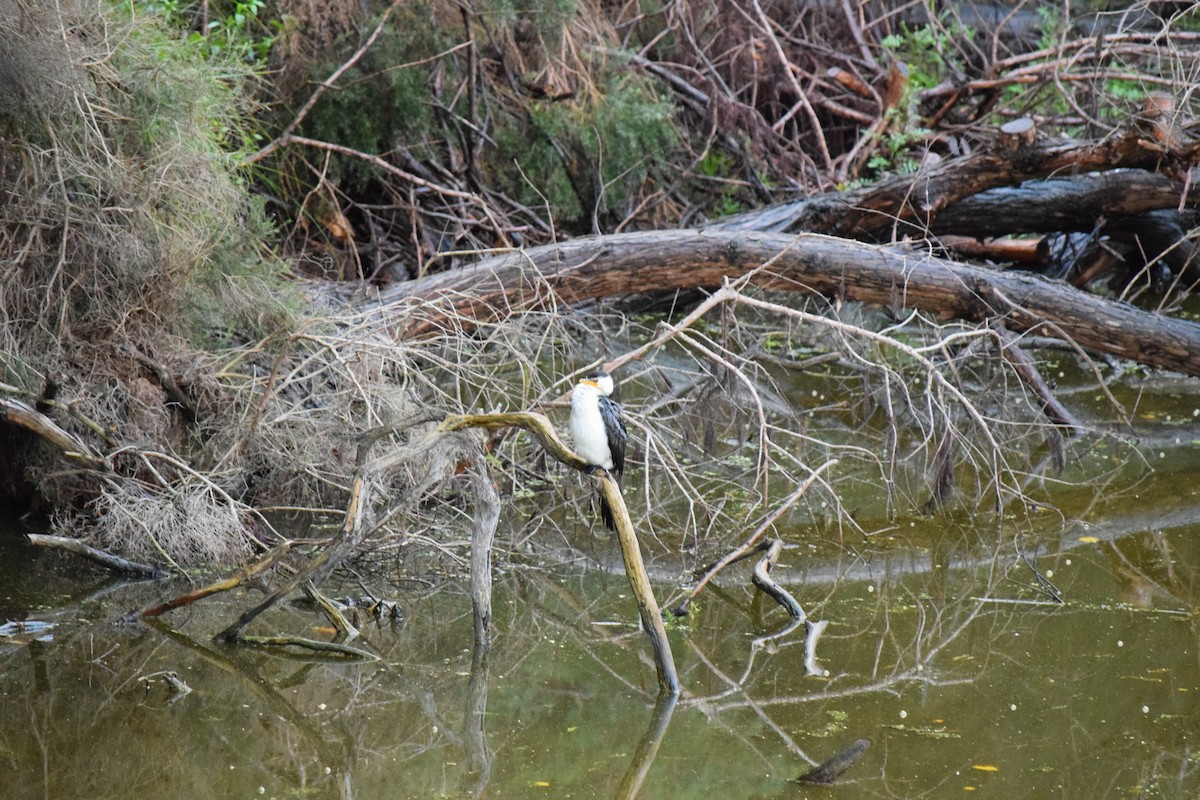 Little Pied Cormorant - ML30725921