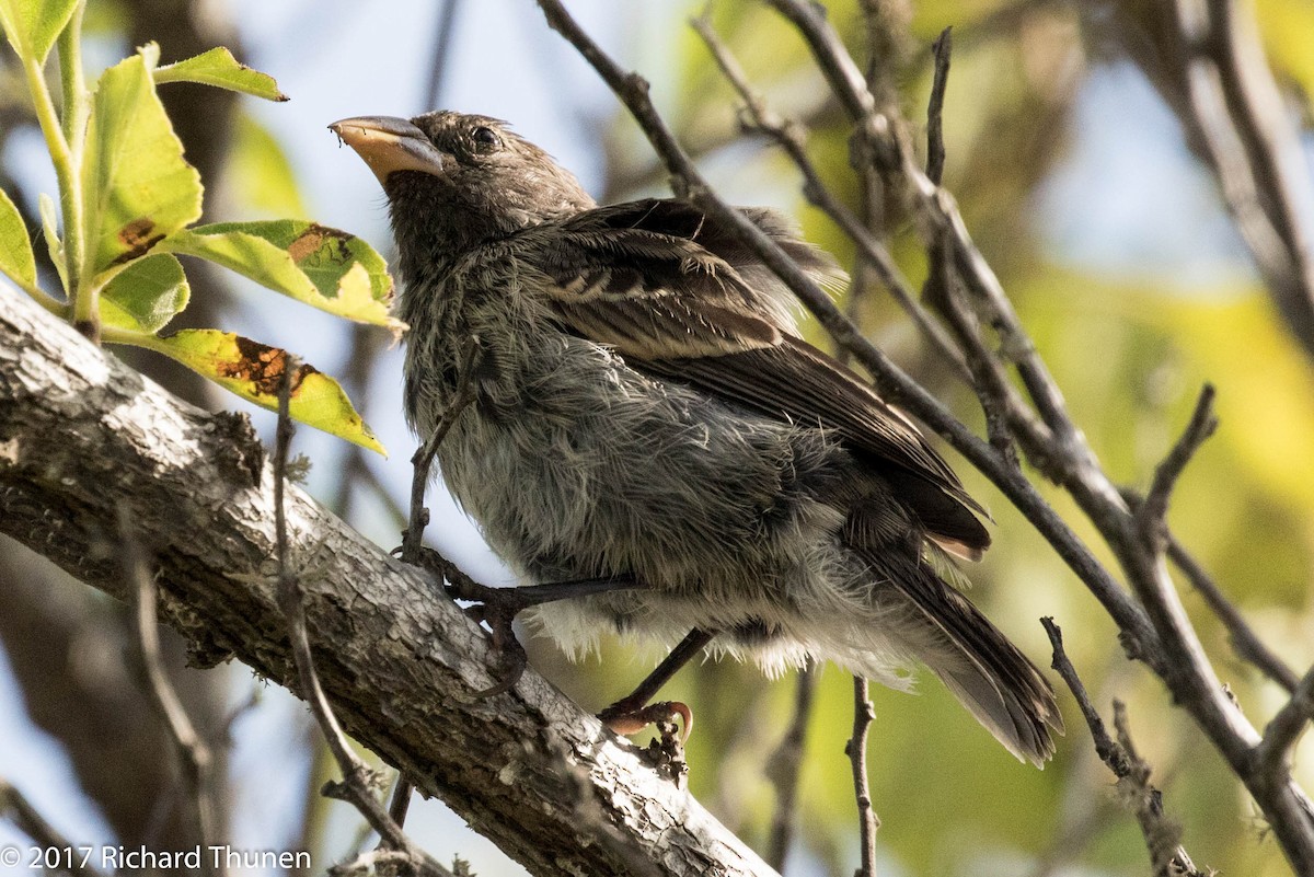 Sharp-beaked Ground-Finch - ML307259601