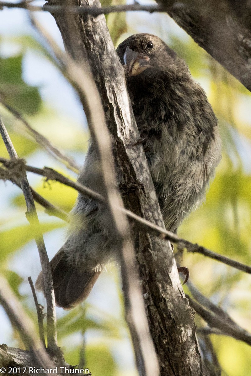 Sharp-beaked Ground-Finch - ML307259611