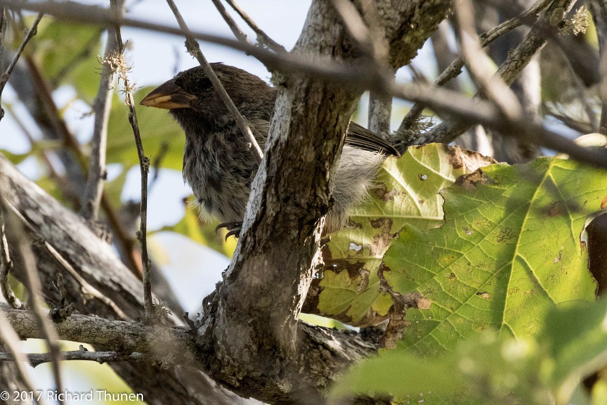 Sharp-beaked Ground-Finch - ML307259621