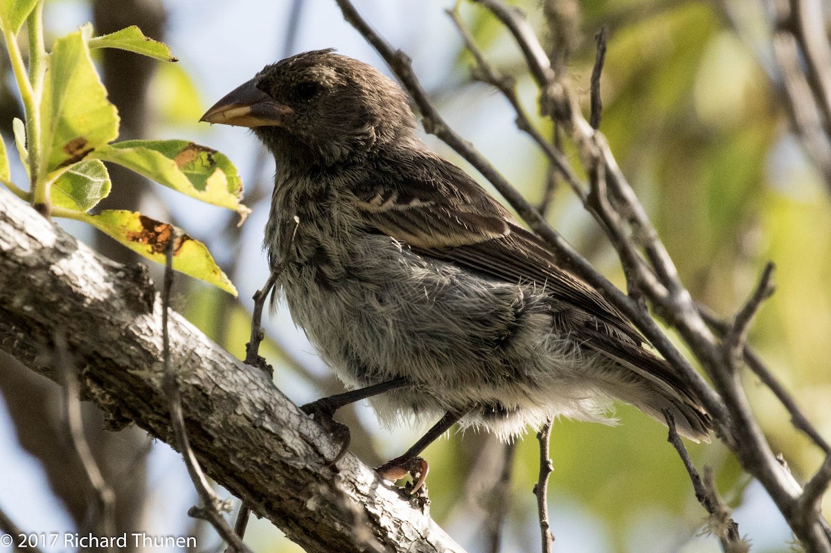 Sharp-beaked Ground-Finch - ML307259631