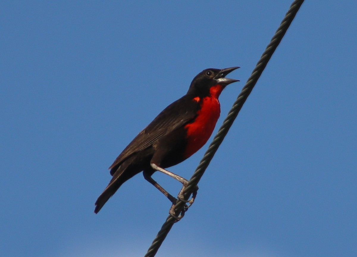 Red-breasted Meadowlark - Wayne Paes