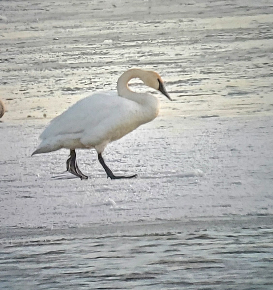 Trumpeter Swan - ML307266681