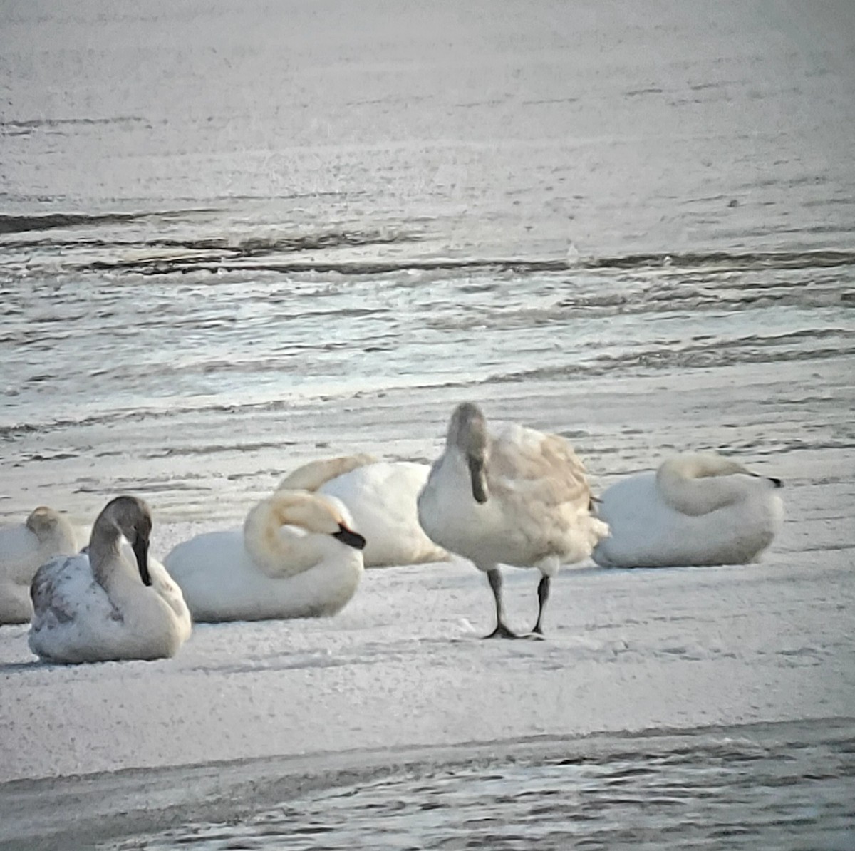 Trumpeter Swan - ML307266811