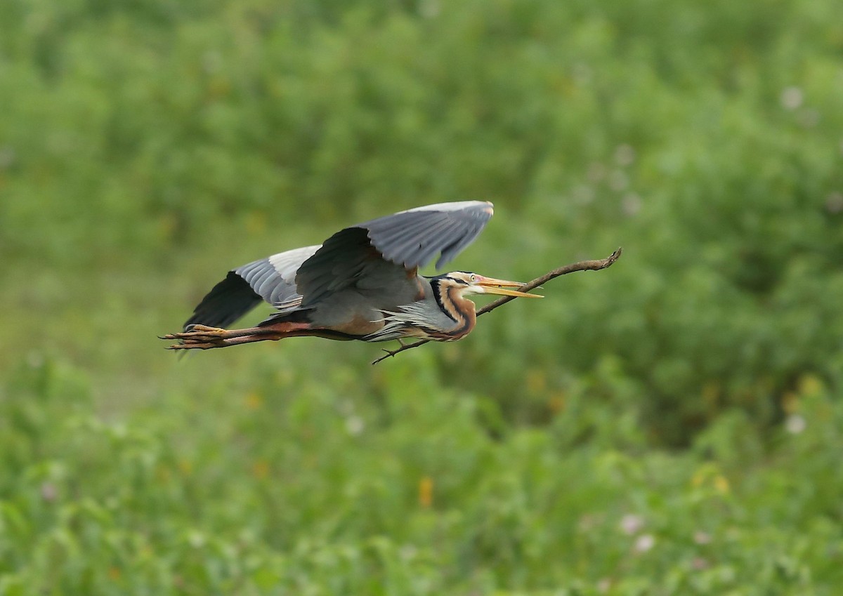 Purple Heron - ML30726691