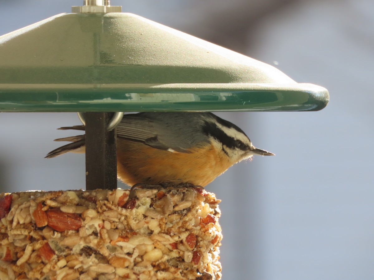 Red-breasted Nuthatch - ML307267101