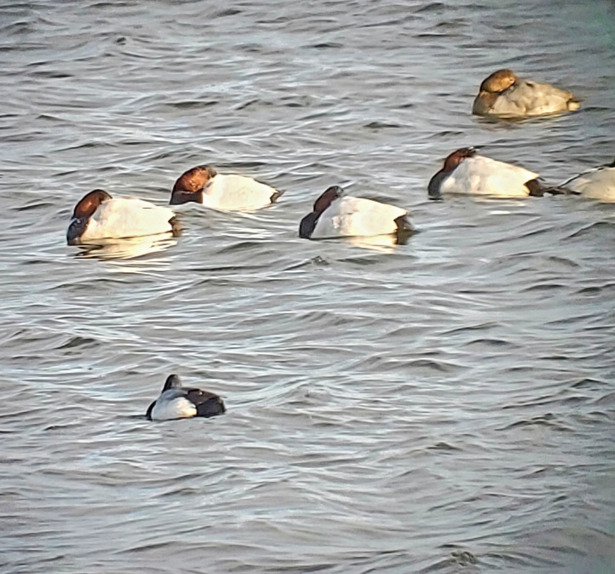 Canvasback - ML307267141