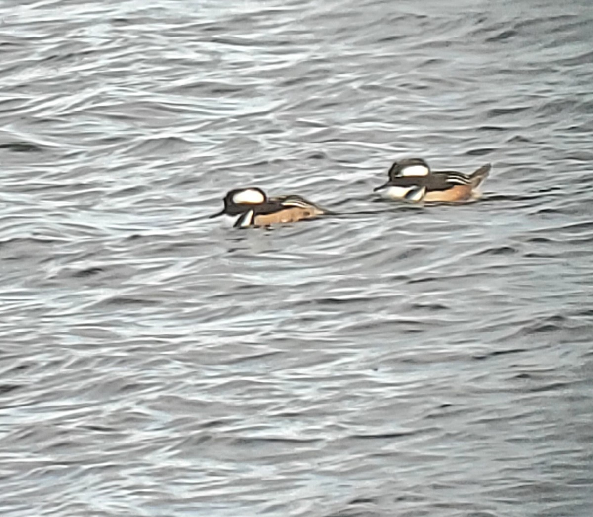 Hooded Merganser - ML307267301