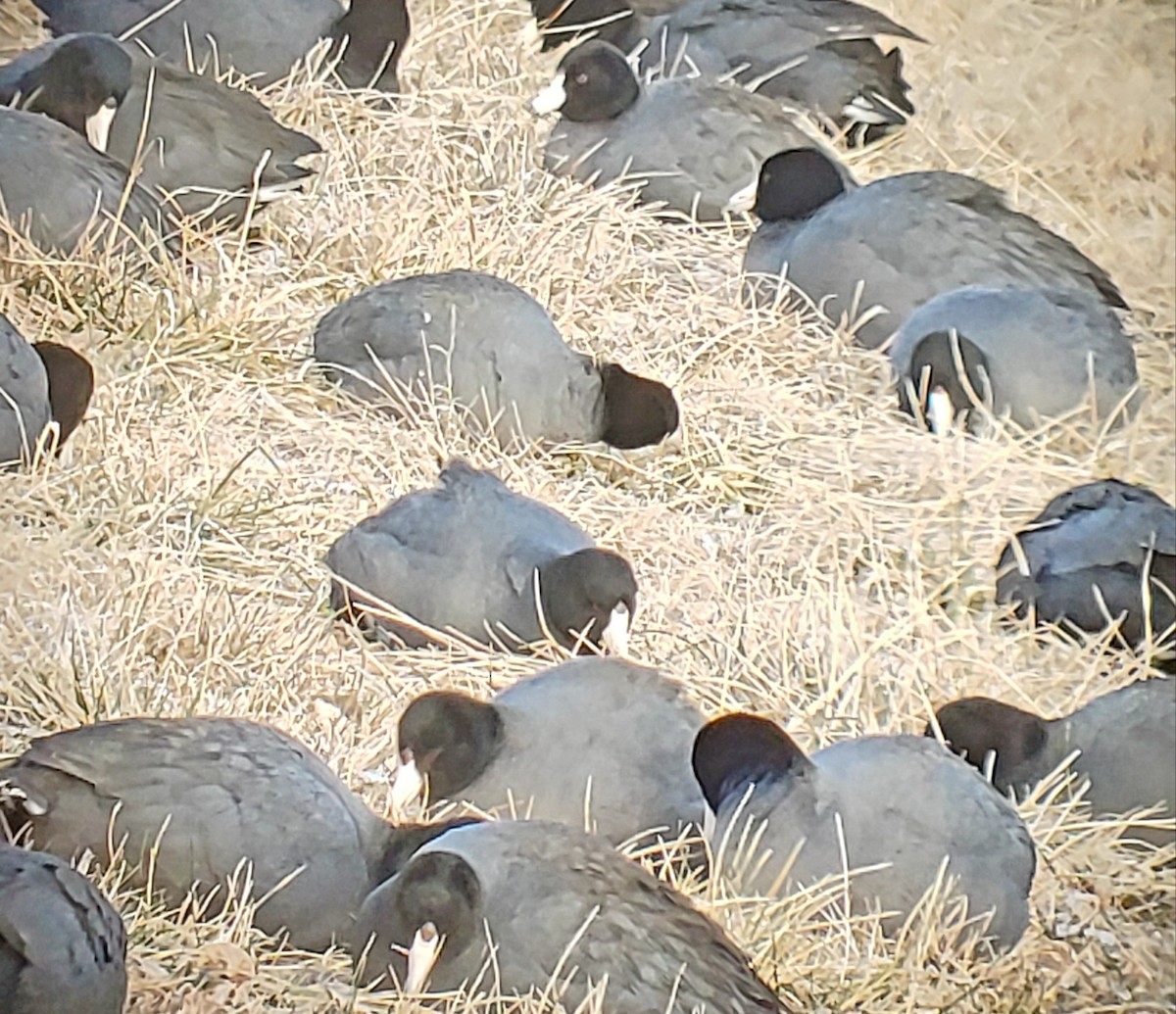 American Coot - ML307267571