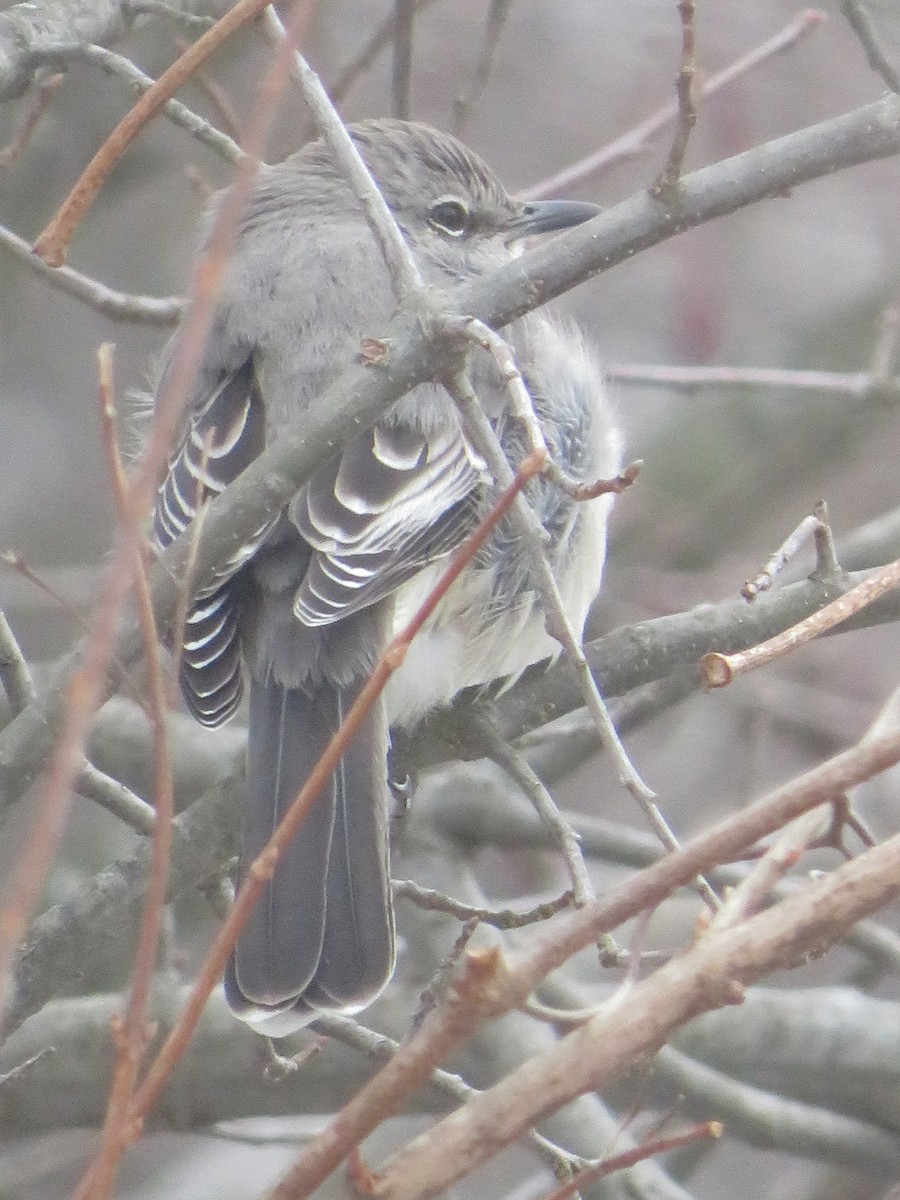 Northern Mockingbird - ML307270531