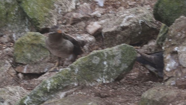 Rhinoceros Auklet - ML307270591