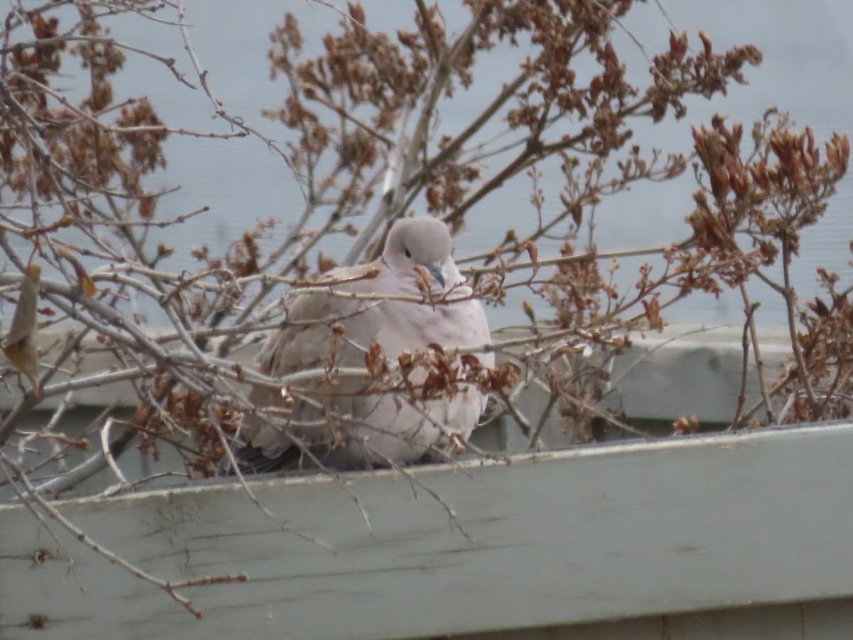Eurasian Collared-Dove - ML307271371