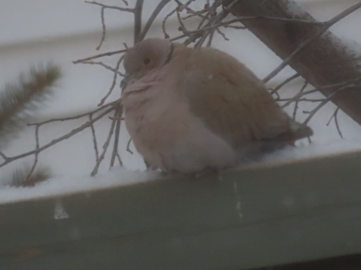 Eurasian Collared-Dove - ML307271611