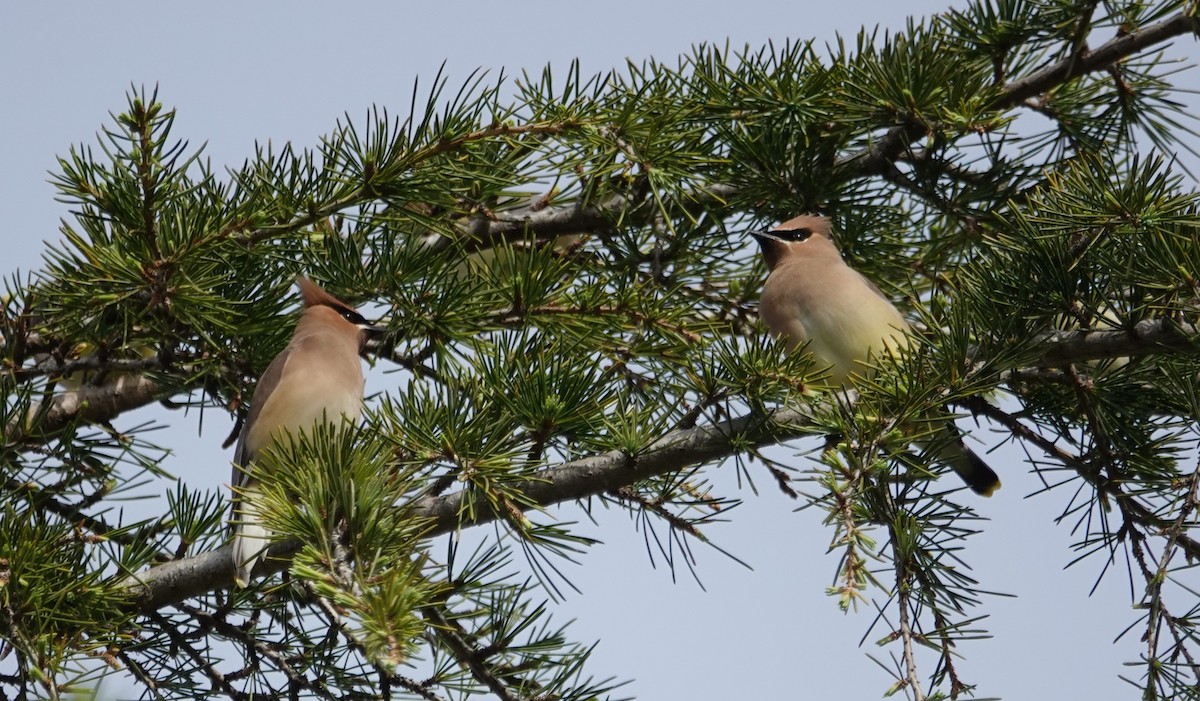 Cedar Waxwing - ML307271901