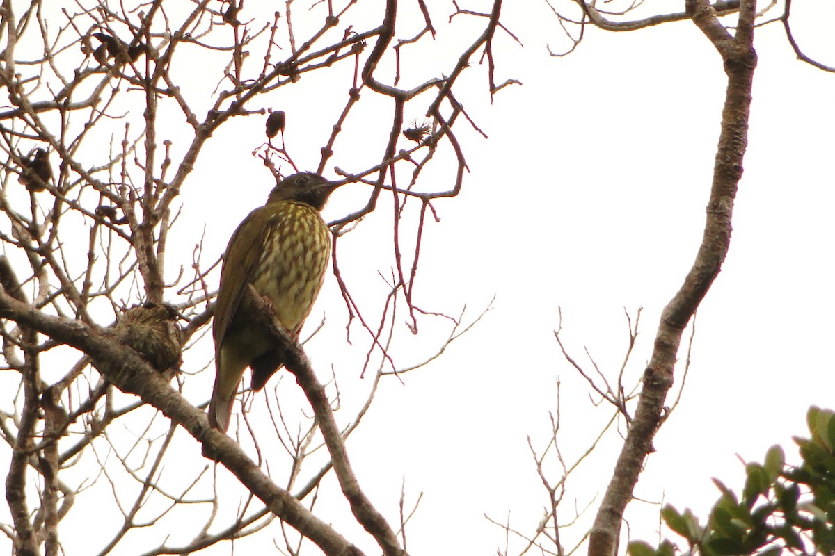 Bare-throated Bellbird - Carlos Otávio Gussoni