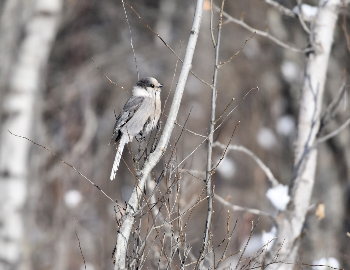 Canada Jay - ML307273351